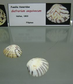 Gafrarium
aequivocum Gafrarium aequivocum