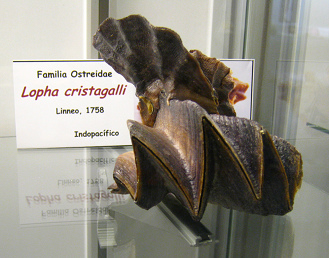 Lopha cristagalli
