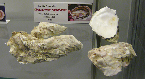 Crassostrea rizophorae