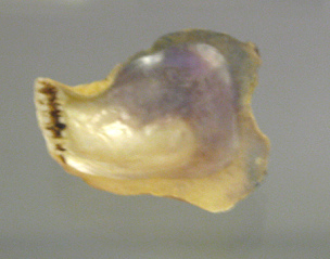 Isognomon bicolor, primer
                                    plano