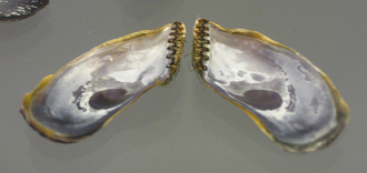 Isognemon californicum, primer plano