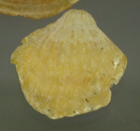 Anomia ephippium, primer plano
                                    01