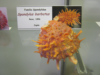 Spondylus barbatus 01
