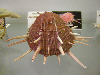 Spondylus regius