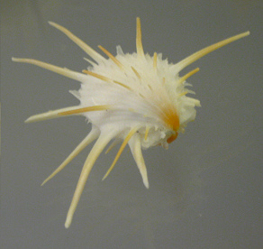 Spondylus imperialis, primer
                                    plano