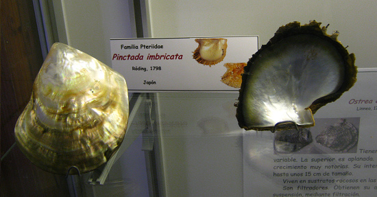 Pinctada imbricata