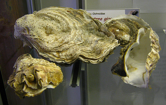 Crassostrea gigas