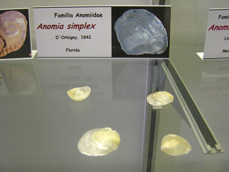 Anomia simplex