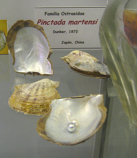 Pinctada martensi, placa