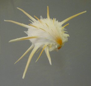 Spondylus imperialis, primer
                                    plano