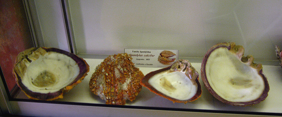 Spondylus calcifer, Totale