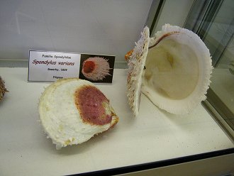 Spondylus varians 02