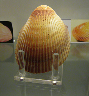 Trycardium enode, primer plano
                                    01