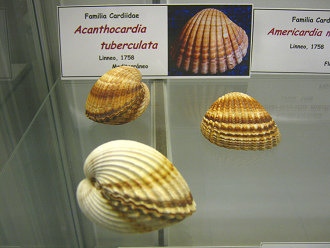 Acanthocardia tuberculata