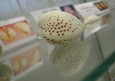 Fragum unedo, primer plano 01