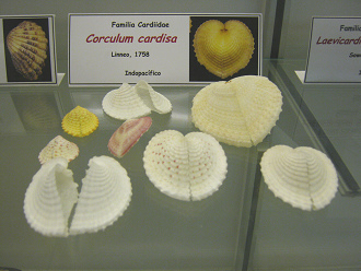 Corculum cardisa