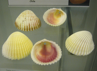 Laevicardium oblongum, primer plano