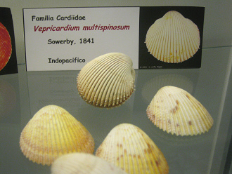 Vepricardium multispinosum, placa