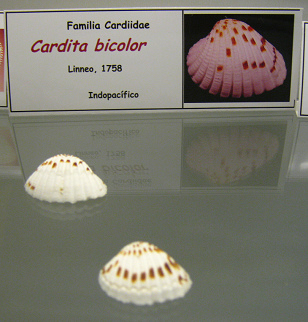 Cardita
                          bicolor
