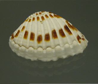 Cardita bicolor, primer plano