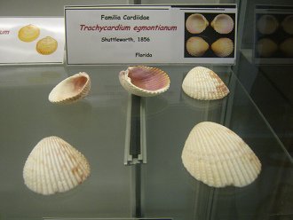Trachycardium egmontianum