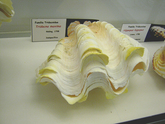 Tridacna m�xima, placa