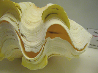 Tridacna m�xima, primer plano 02