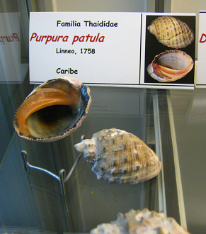 Purpura patula Purpura patula