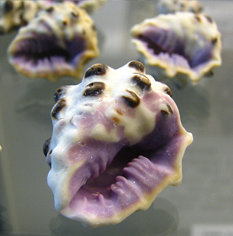 Drupa morum, Nahaufnahme 01 Drupa morum, Nahaufnahme 01