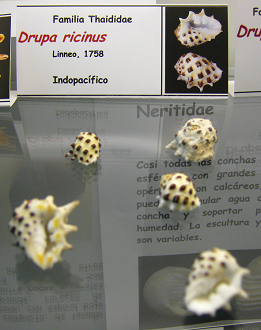 Drupa ricinus Drupa ricinus