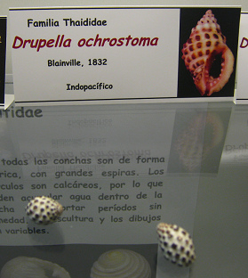 Drupella
ochrostoma Drupella ochrostoma