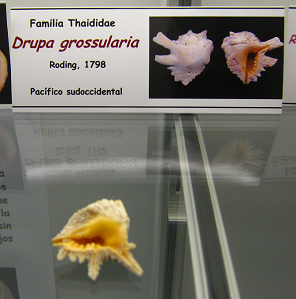 Drupa
grossularia Drupa grossularia