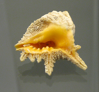 Drupa grossularia, Nahaufnahme Drupa grossularia, Nahaufnahme