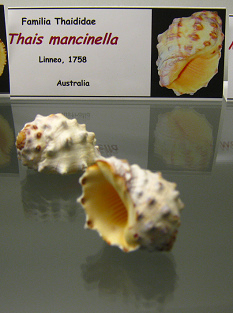 Thais
mancinella Thais mancinella