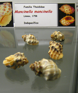 Mancinella mancinella Mancinella mancinella
