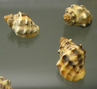 Mancinella
mancinella, Nahaufnahme 02 Mancinella mancinella,
Nahaufnahme 02