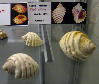 Thais orbita Thais
orbita