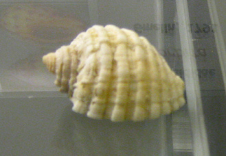 Thais
orbita, Nahaufnahme Thais orbita, Nahaufnahme