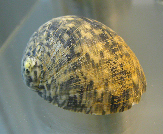 Nerita m�xima, Nahaufnahme