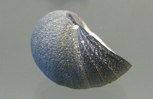 Nerita atramentosa, primer plano