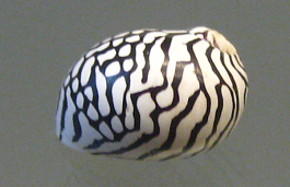 Puperita pupa, primer plano