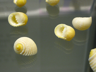 Nerita plicata, primer plano