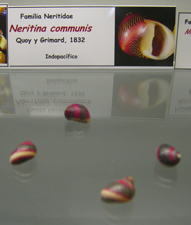 Neretina communis 02