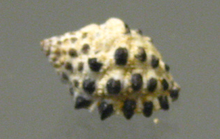 Morula
uva, Nahaufnahme Morula uva, Nahaufnahme