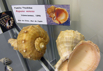 Rapana
venosa, Tafel Rapana venosa, Tafel