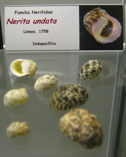 Nerita
                          undata