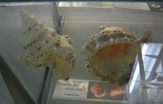 Tutufa bufo, vista de bajo