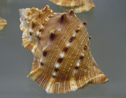 Bursa crumena, primer plano