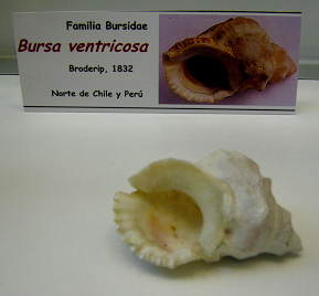 Bursa ventricosa