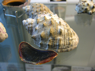 Purpura patula, primer plano Purpura patula, primer plano